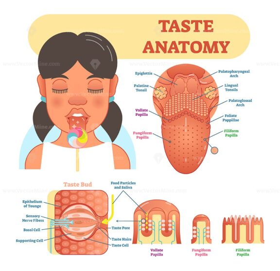 Taste anatomy vector illustration diagram