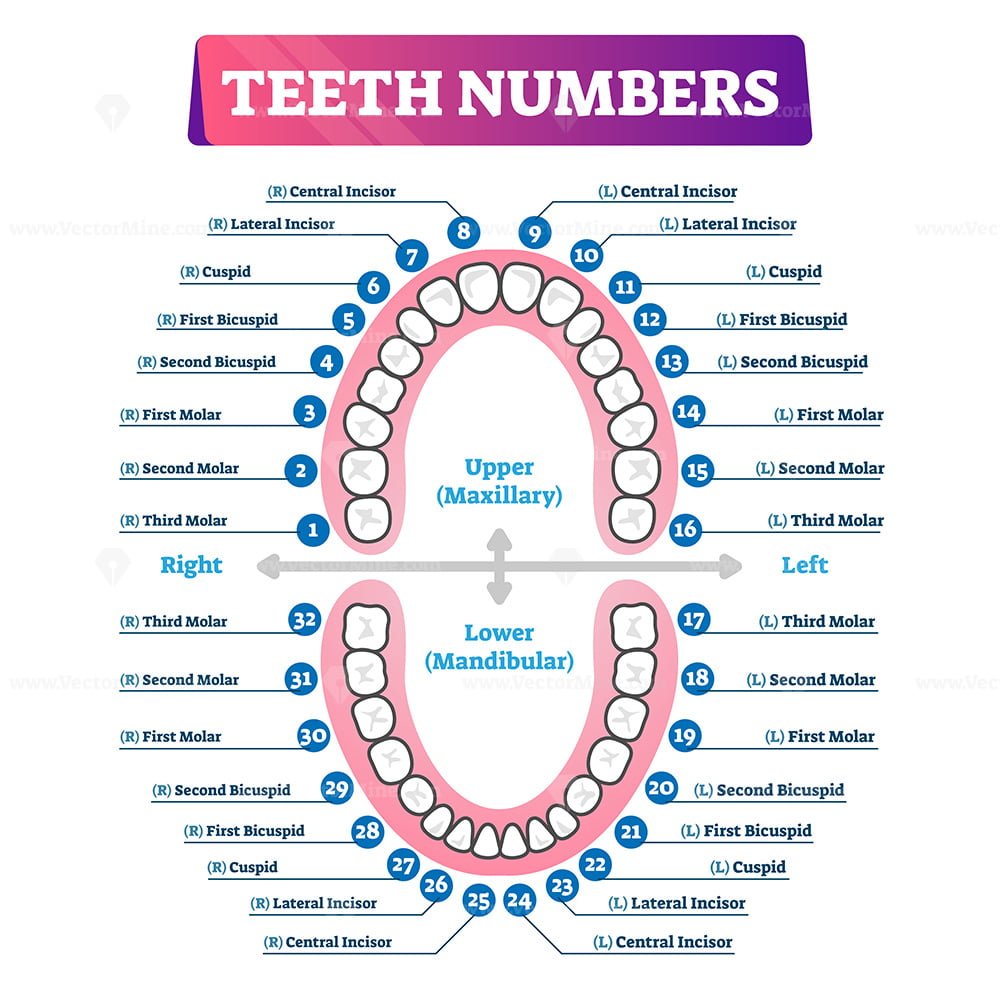 teeth-numbers-oral-cavity-scheme-vectormine