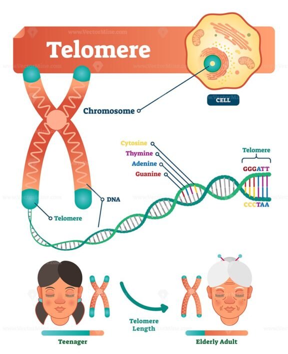 Telomere