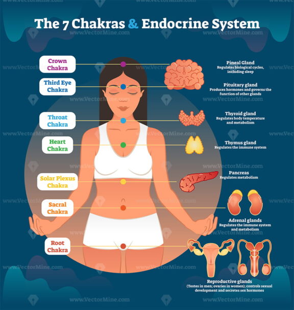 7 Chakras and Endocrine System, Esoteric Healing Therapy Vector Illustration Diagram Scheme