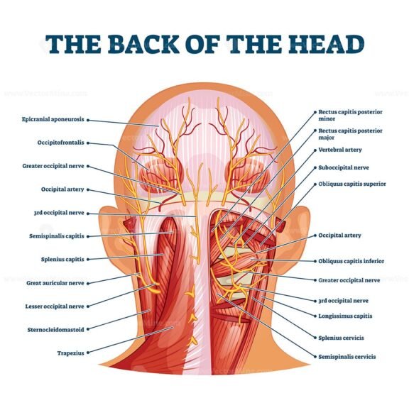 The Back of the Head