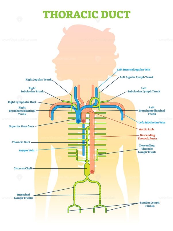 thoracic-duct-anatomical-vector-illustration-diagram-vectormine