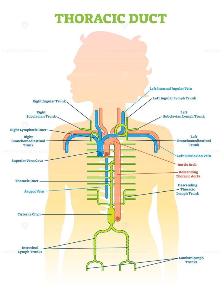 thoracic-duct-anatomical-vector-illustration-diagram-vectormine