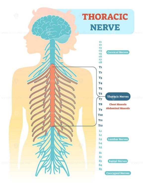 Thoracic Nerve