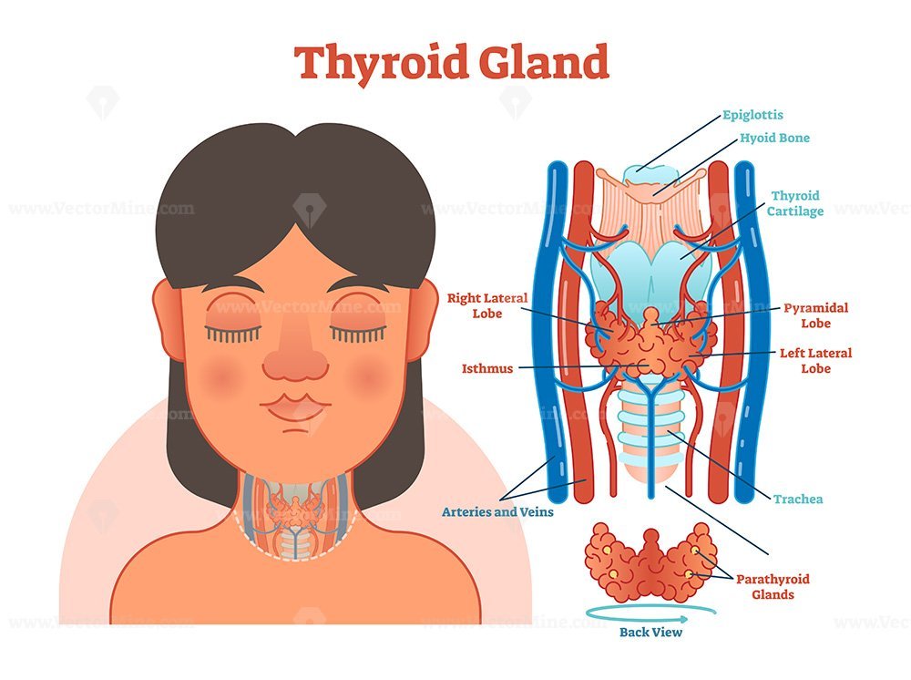 Thyroid Gland anatomical vector illustration diagram VectorMine