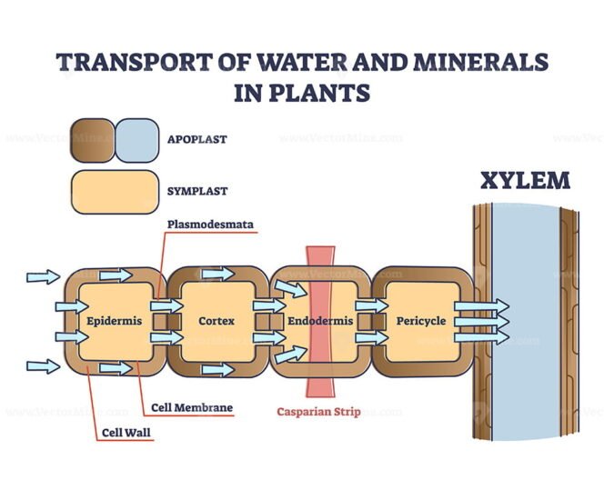 Xylem And Phloem Water And Minerals Transportation System Outline