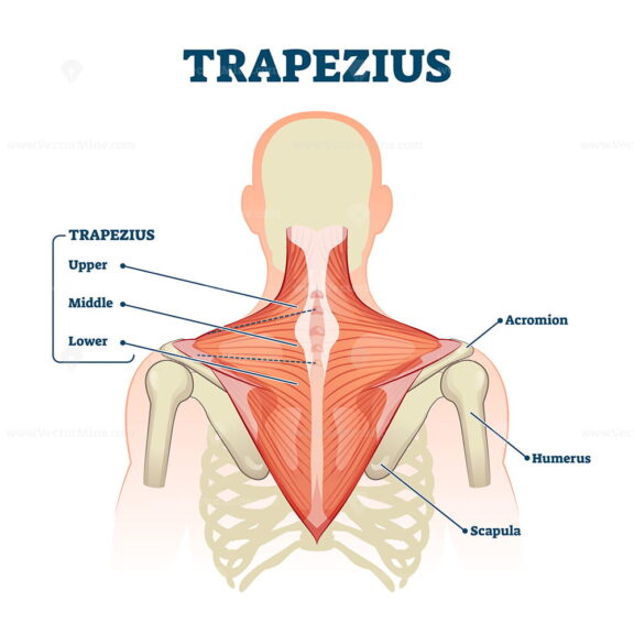 Trapezius muscle labeled medical anatomy structure scheme vector illustration