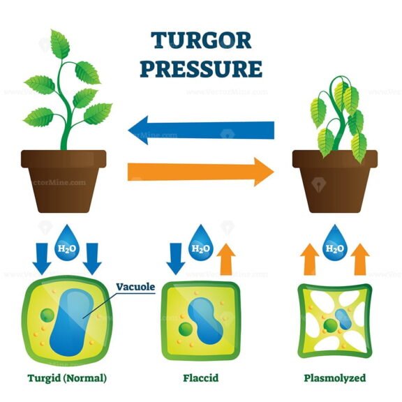 Turgor Pressure