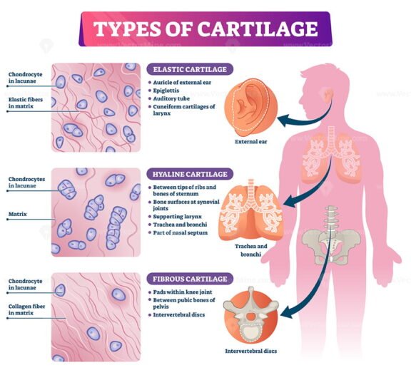 Types of Cartilage