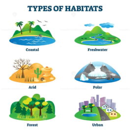 Types of habitats vector illustration – VectorMine