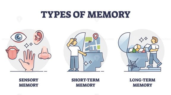 Types of memory - sensory, short-term and long-term, vector outline ...