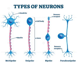 Types of neurons vector illustration – VectorMine