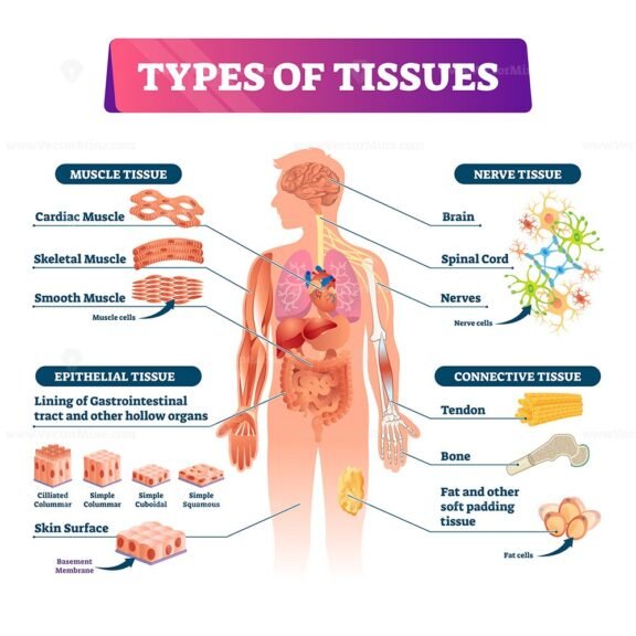 Types of Tissues