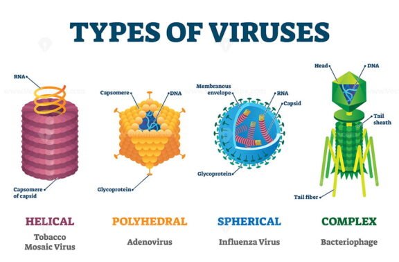 Types of Viruses