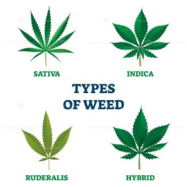 Types Of Weed Vector Illustration – Vectormine