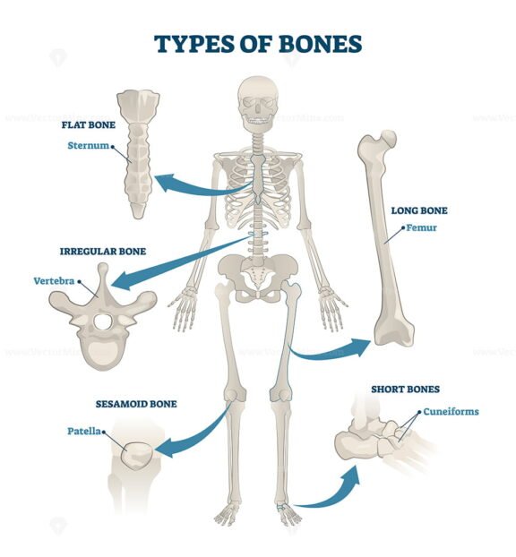 Types of bones