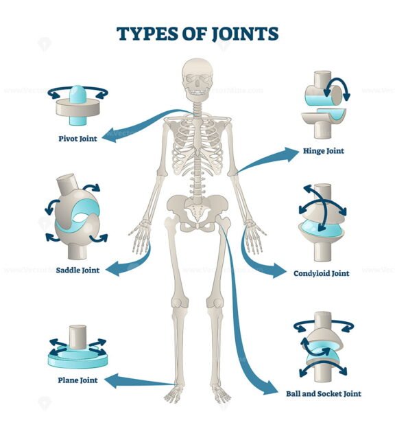 Types Of Joints Vector Illustration VectorMine