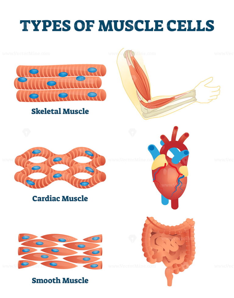 Types of muscle cells vector illustration – VectorMine