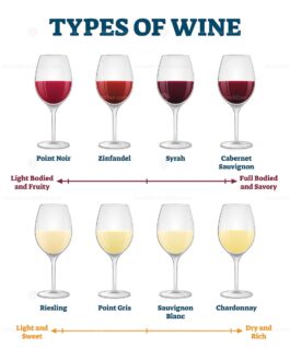 Types of wine vector illustration - VectorMine