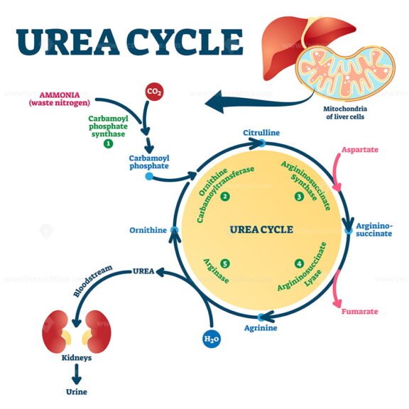 Urea cycle labeled ornithine explanation scheme