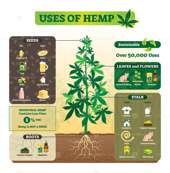 Uses of hemp vector illustration infographic