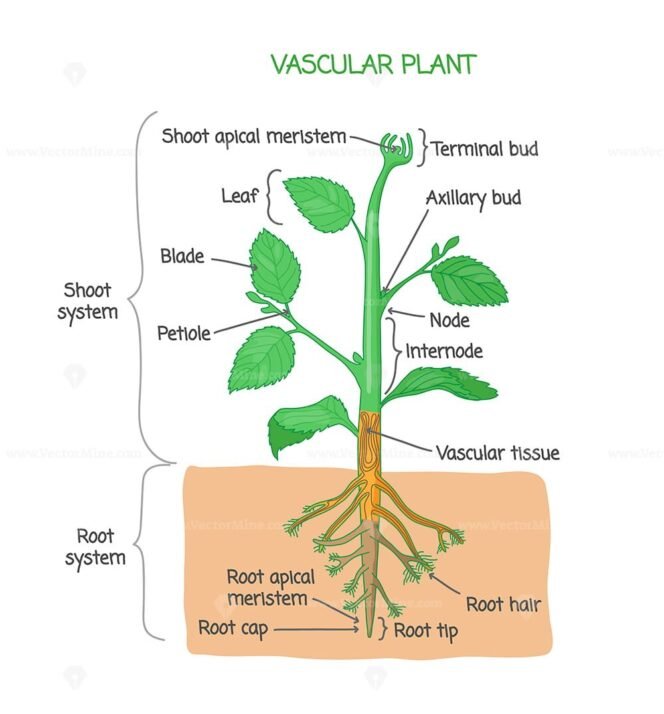 Plant Anatomy With Structure And Internal Side View Parts Outline ...