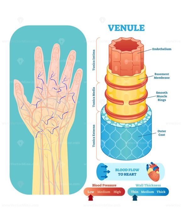 Venule