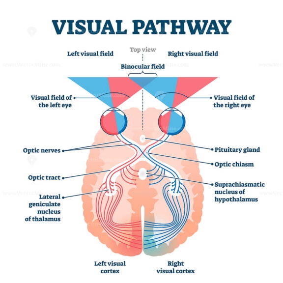 Visual Pathway