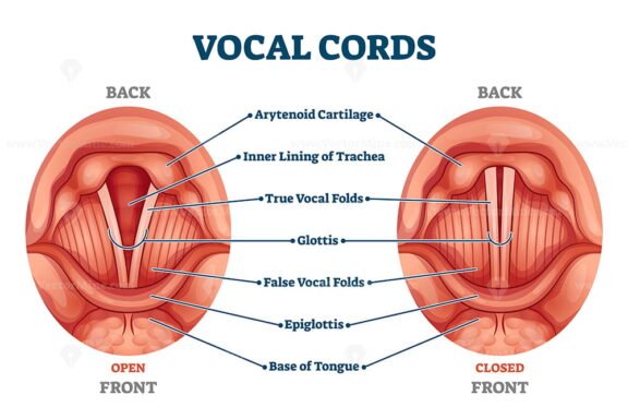 Vocal Cords 2