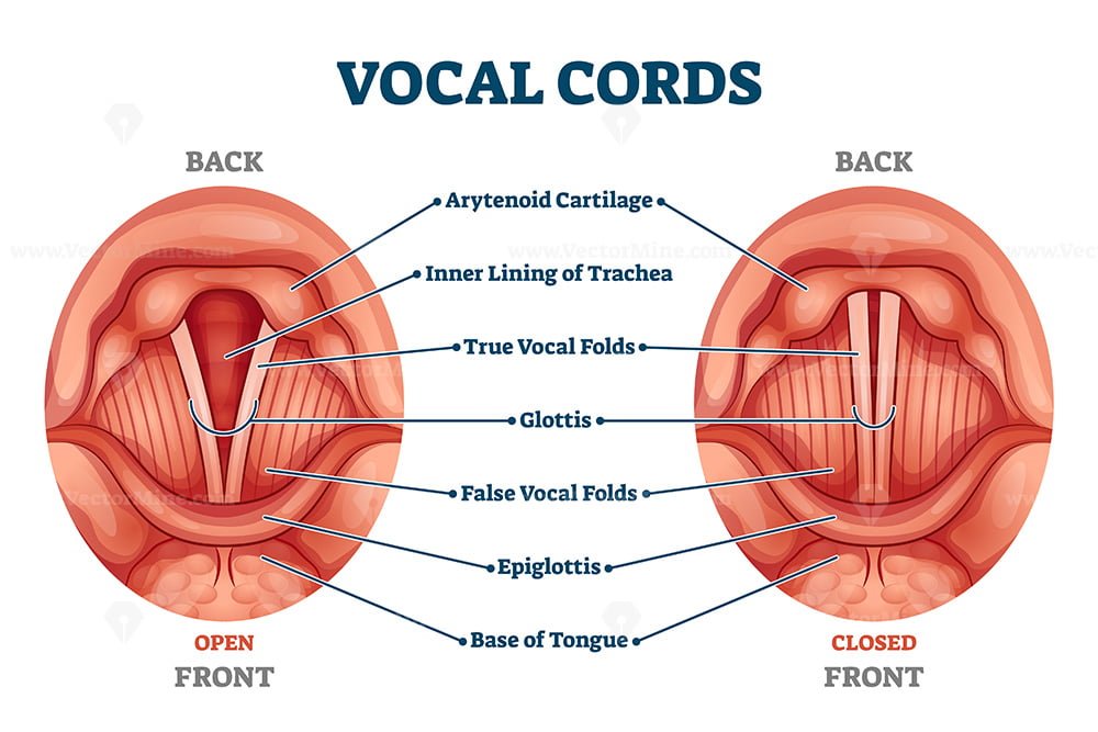 Vocal Cords Labeled Anatomical And Medical Structure And Location 