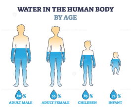 Water in human body by age as percentage comparison in outline diagram ...