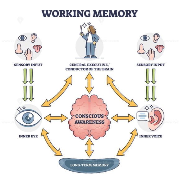 Working Memory Outline Diagram