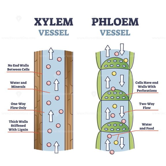 Xylem and Phloem outline