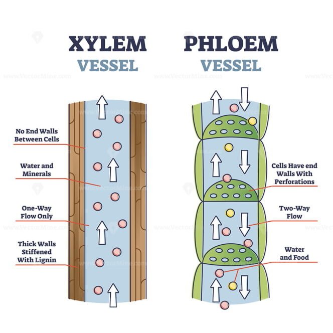 Xylem And Phloem Water And Minerals Transportation System Outline ...