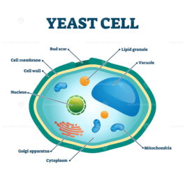 Yeast cell vector illustration - VectorMine