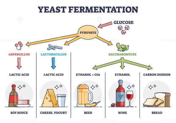 Yeast Fermentation outline diagram
