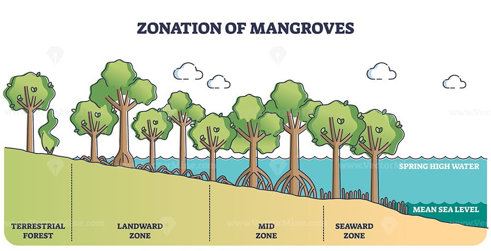 Zonation of mangroves trees as forest plant species ecosystem outline