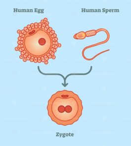 What is zygote - vector illustration diagram - VectorMine