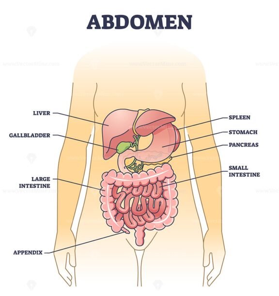 abdomen outline diagram 1
