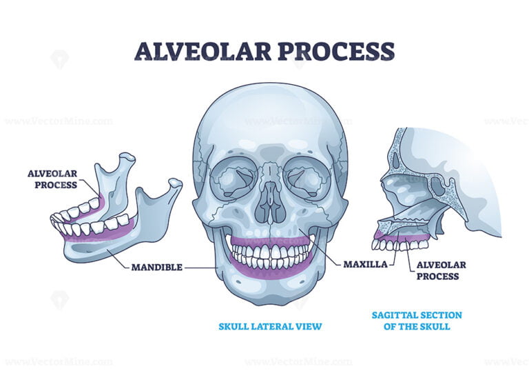 Alveolar process with anatomical head bone ridge for teeth outline ...