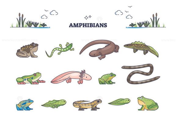 Amphibians as water vertebrates for moist habitat outline collection