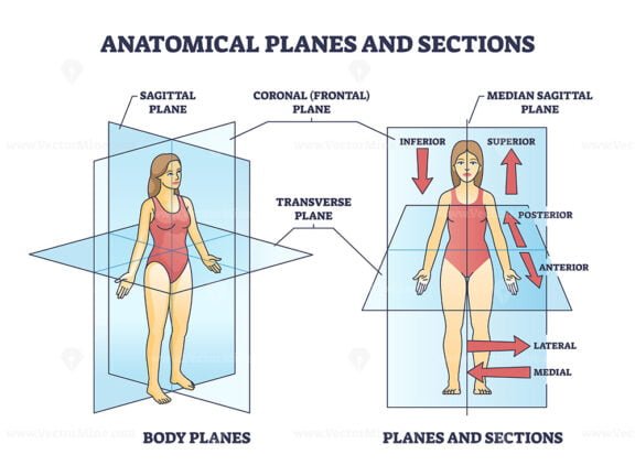 Anatomical Planes Examples For Medical Human Body Transection Outline ...