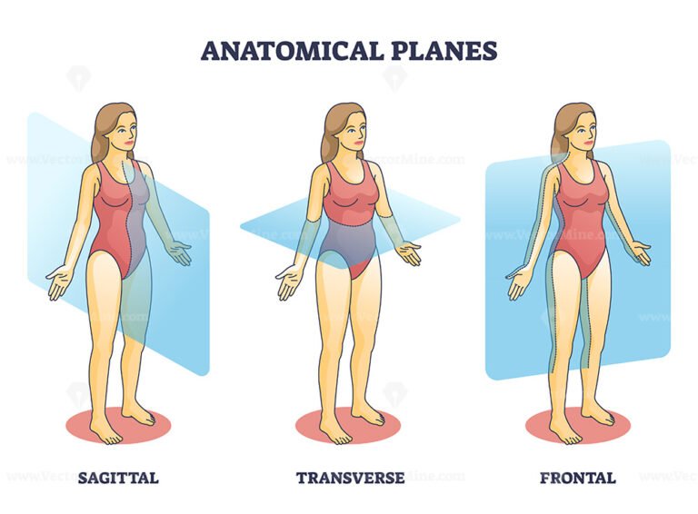 Anatomical Planes Examples For Medical Human Body Transection Outline Diagram Vectormine