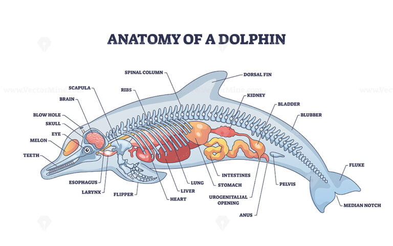 Anatomy of dolphin as animal inner physiological structure outline ...