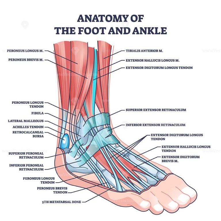 Anatomy of foot and ankle with labeled medical location outline diagram ...