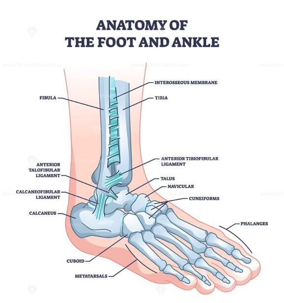 anatomy of the foot and ankle 2 outline diagram 1