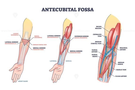 antecubital fossa outline diagram 1