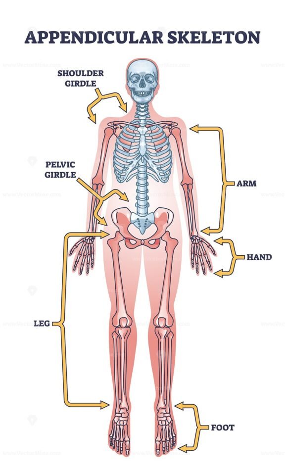 appendicular skeleton outline diagram 1