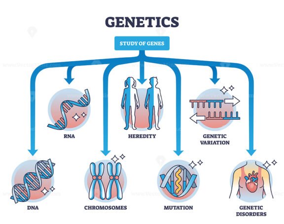areas of study within genetics outline diagram 1