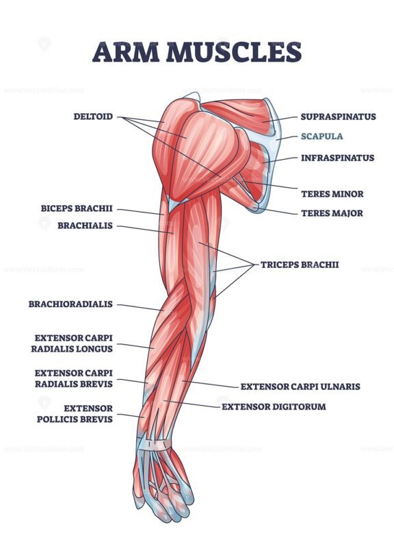 Arm muscles medical description with labeled latin titles outline ...